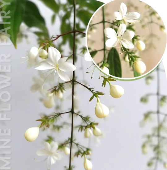 🖤2026 New Year · 40% OFF🖤 Winter-Friendly Hanging Jasmine—Dreamy Indoor Flower🌿❄️