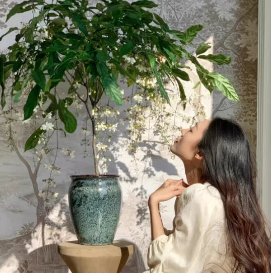 🖤2026 New Year · 40% OFF🖤 Winter-Friendly Hanging Jasmine—Dreamy Indoor Flower🌿❄️