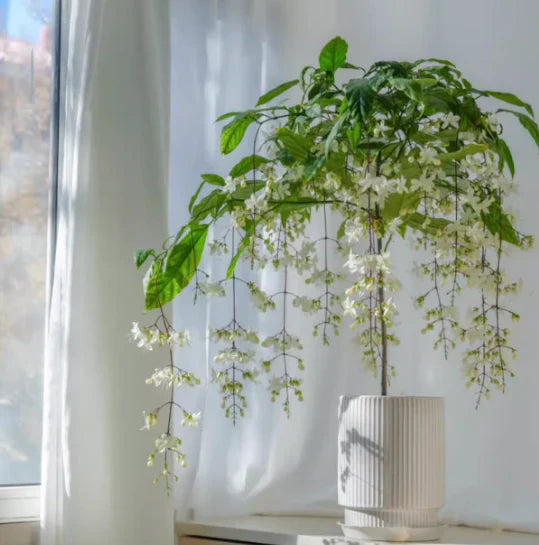🖤2026 New Year · 40% OFF🖤 Winter-Friendly Hanging Jasmine—Dreamy Indoor Flower🌿❄️