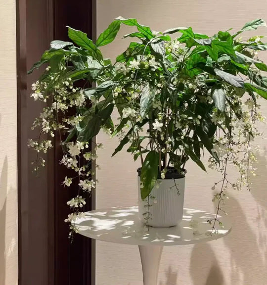 🖤2026 New Year · 40% OFF🖤 Winter-Friendly Hanging Jasmine—Dreamy Indoor Flower🌿❄️