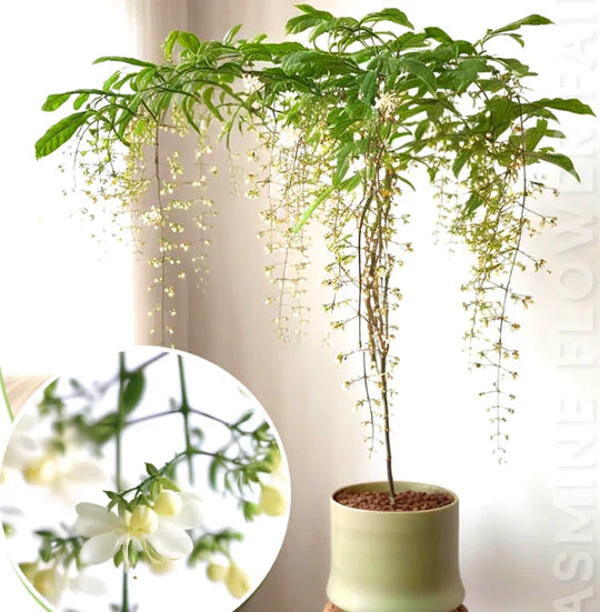 🖤2026 New Year · 40% OFF🖤 Winter-Friendly Hanging Jasmine—Dreamy Indoor Flower🌿❄️