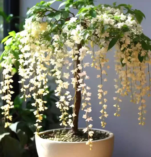 🖤2026 New Year · 40% OFF🖤 Winter-Friendly Hanging Jasmine—Dreamy Indoor Flower🌿❄️