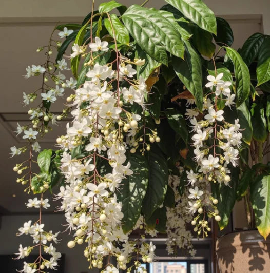 🖤2026 New Year · 40% OFF🖤 Winter-Friendly Hanging Jasmine—Dreamy Indoor Flower🌿❄️