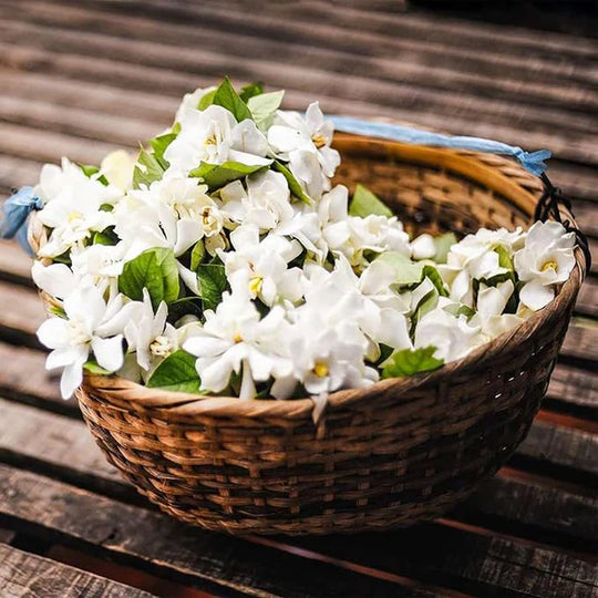 🖤2026 New Year · 40% OFF🖤 Winter-Friendly Hanging Jasmine—Dreamy Indoor Flower🌿❄️