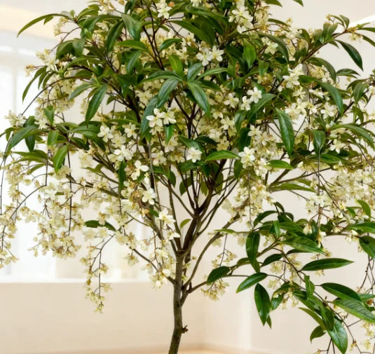 🖤2026 New Year · 40% OFF🖤 Winter-Friendly Hanging Jasmine—Dreamy Indoor Flower🌿❄️