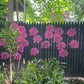 🔥Hot Sale Promotion-49% OFF🌻Garden Fence Large Flower Stencils🖌️DIY decoration